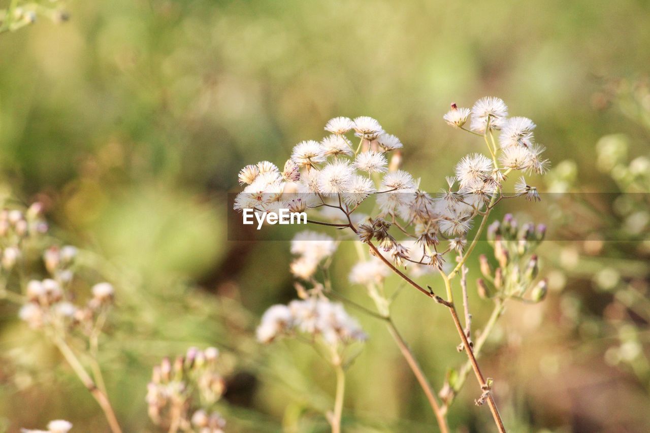 CLOSE-UP OF WHITE FLOWERING PLANT WITH CHERRY BLOSSOM