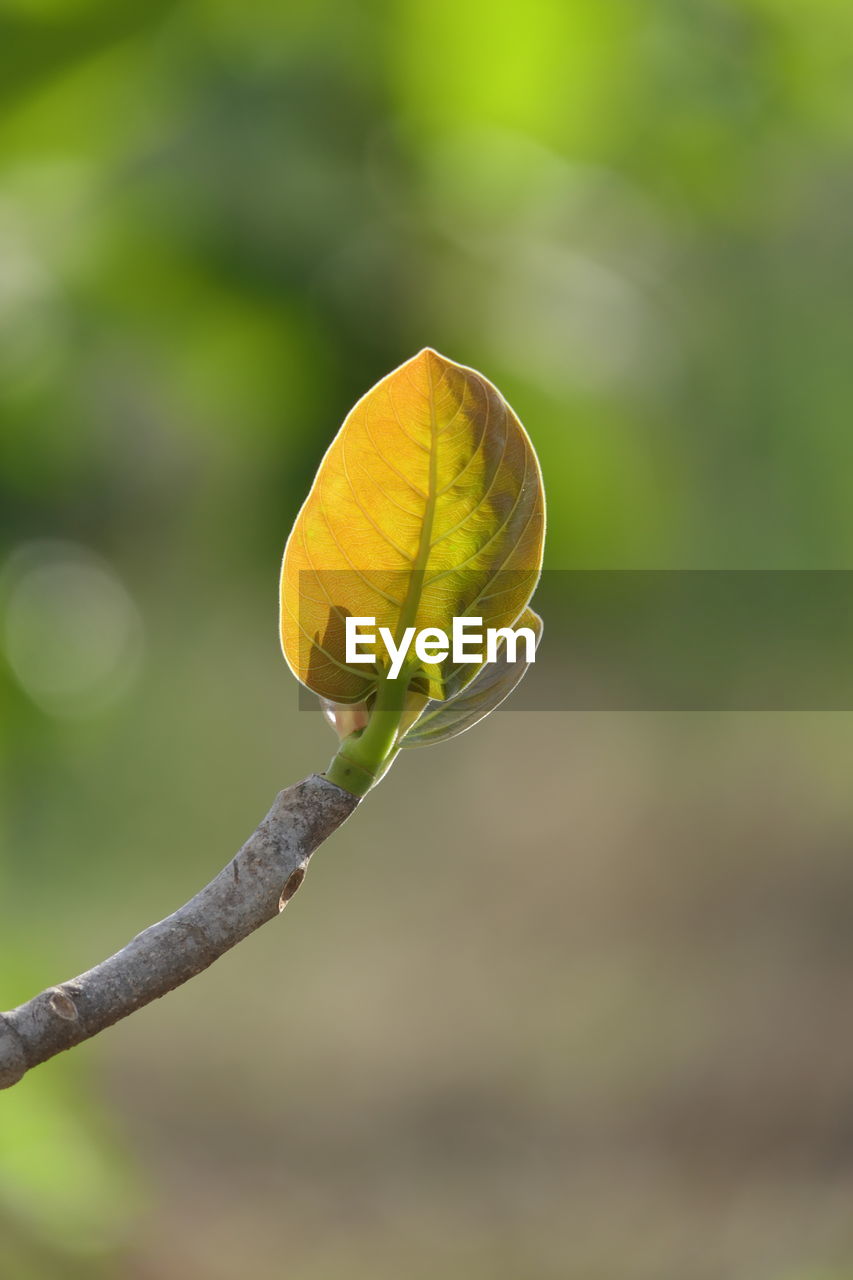 CLOSE-UP OF YELLOW ROSE BUD