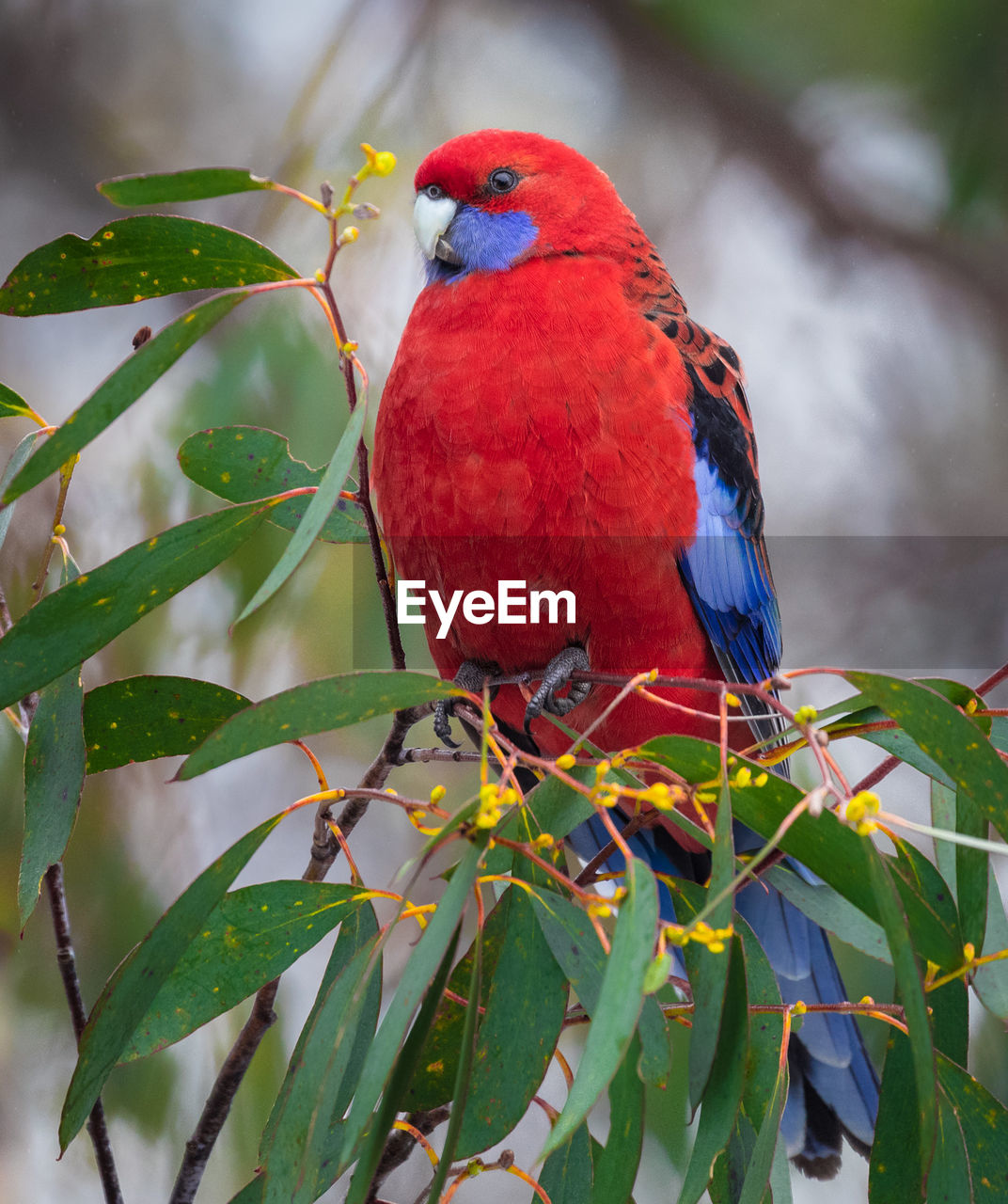 Close-up of red bird perching on tree