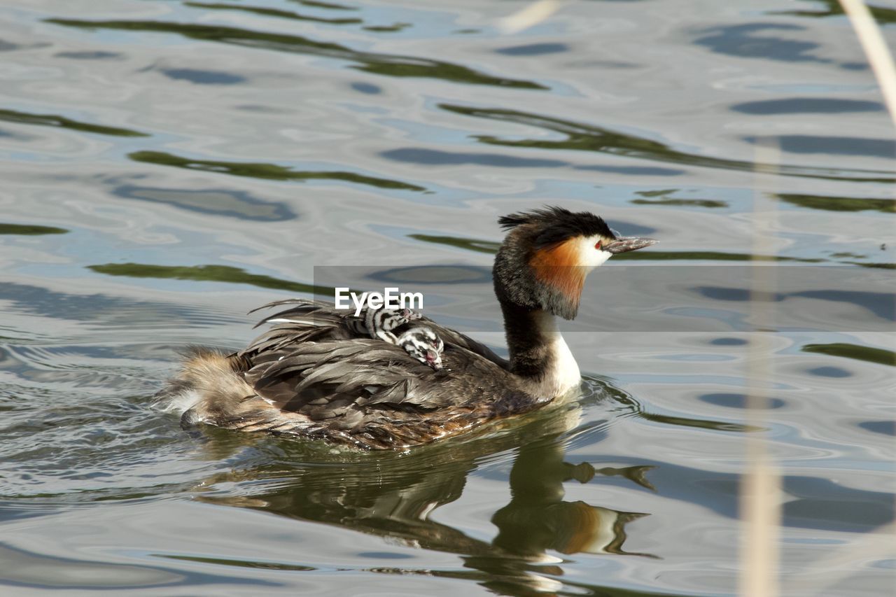 DUCK SWIMMING ON LAKE