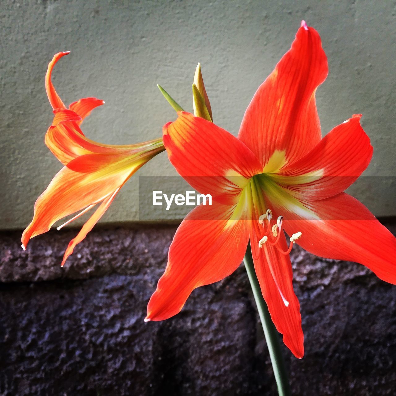 CLOSE-UP OF DAY LILY FLOWERS