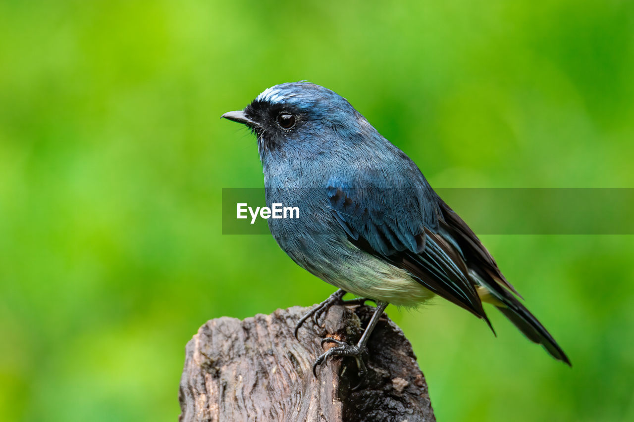 CLOSE-UP OF A BIRD PERCHING ON WOOD