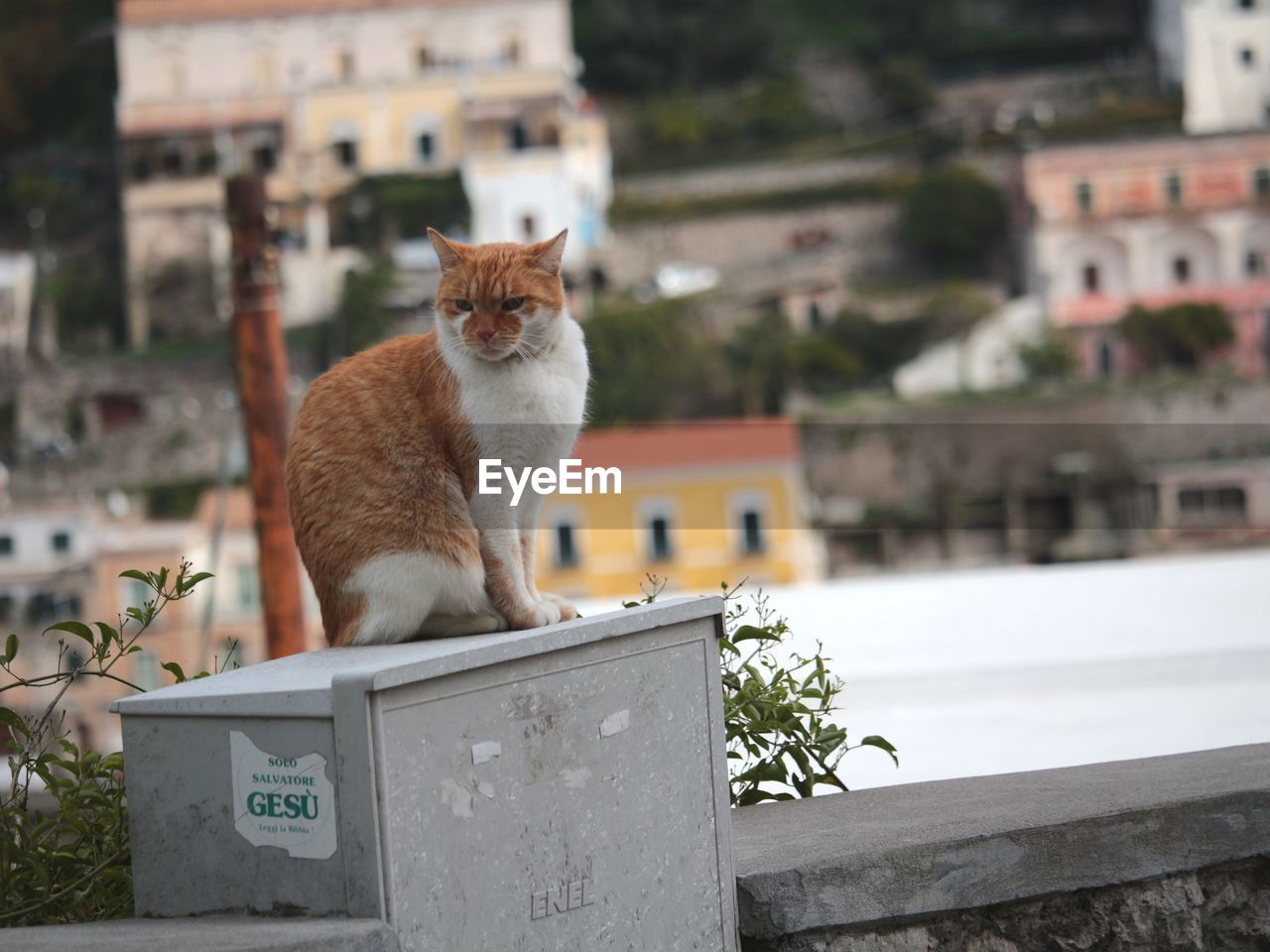 CAT SITTING ON BUILDING