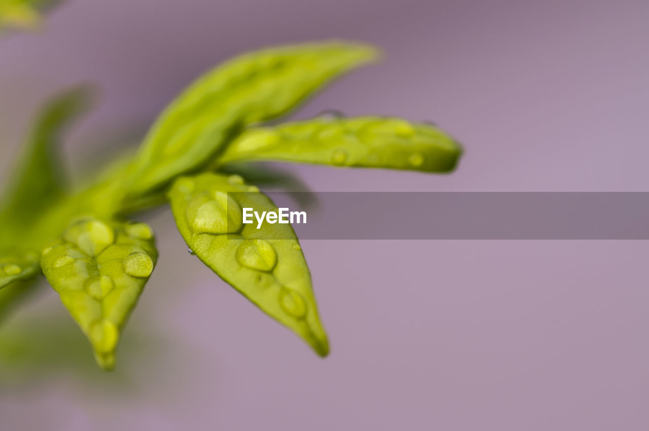 CLOSE-UP OF GREEN FLOWER