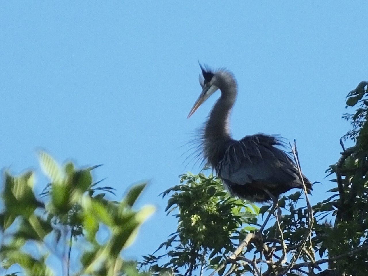 LOW ANGLE VIEW OF BIRD PERCHING ON TREE AGAINST BLUE SKY
