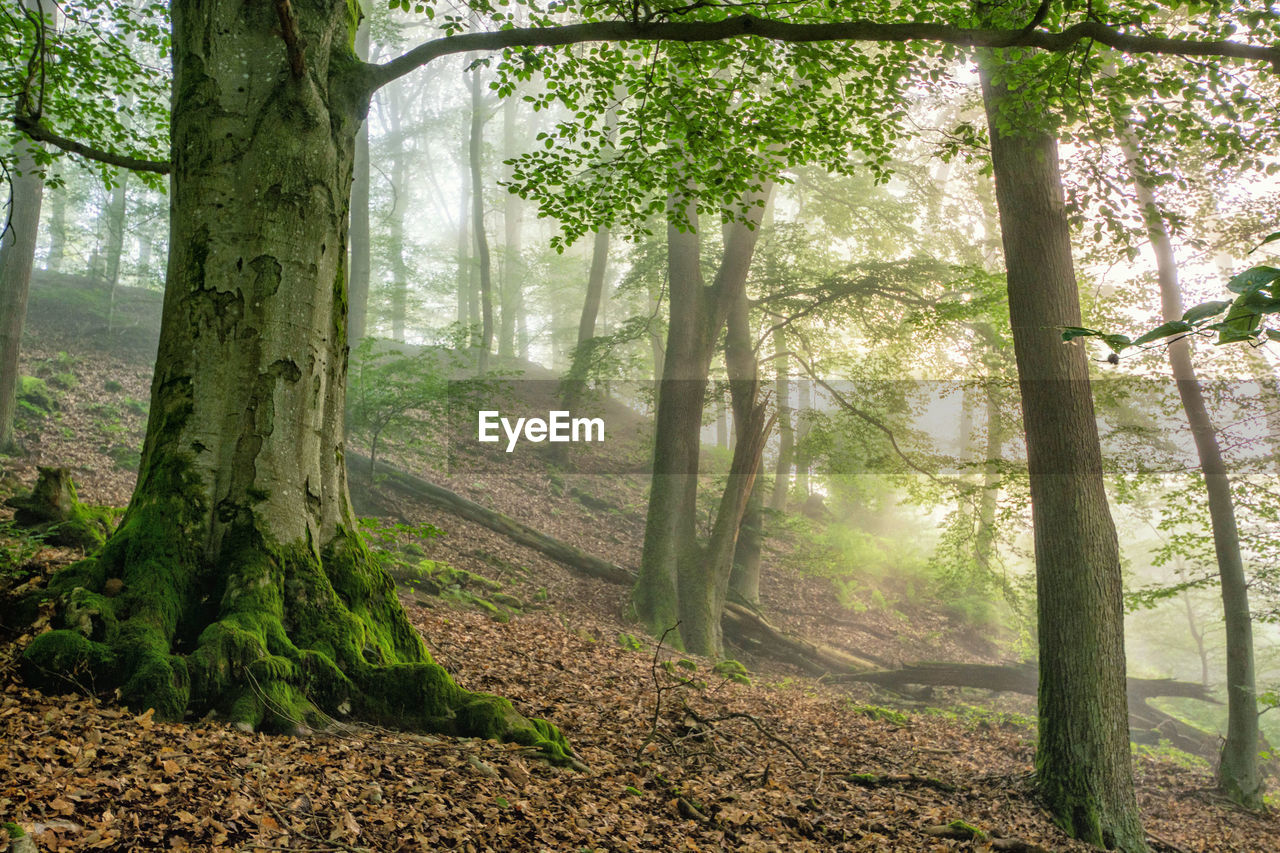 Trees in forest