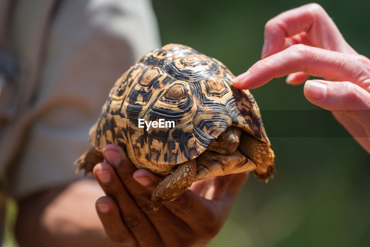 Woman touches leopard tortoise shell with finger