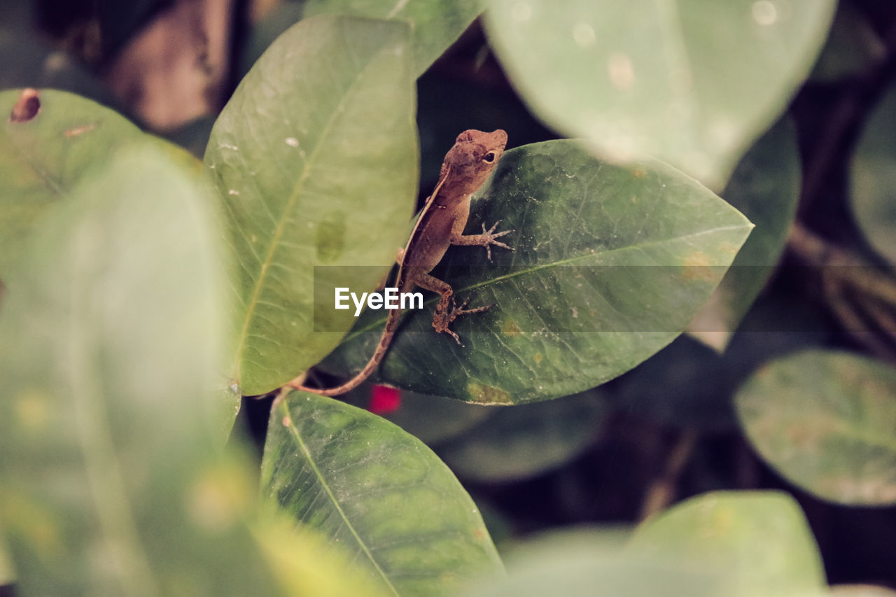 HIGH ANGLE VIEW OF INSECT ON LEAF