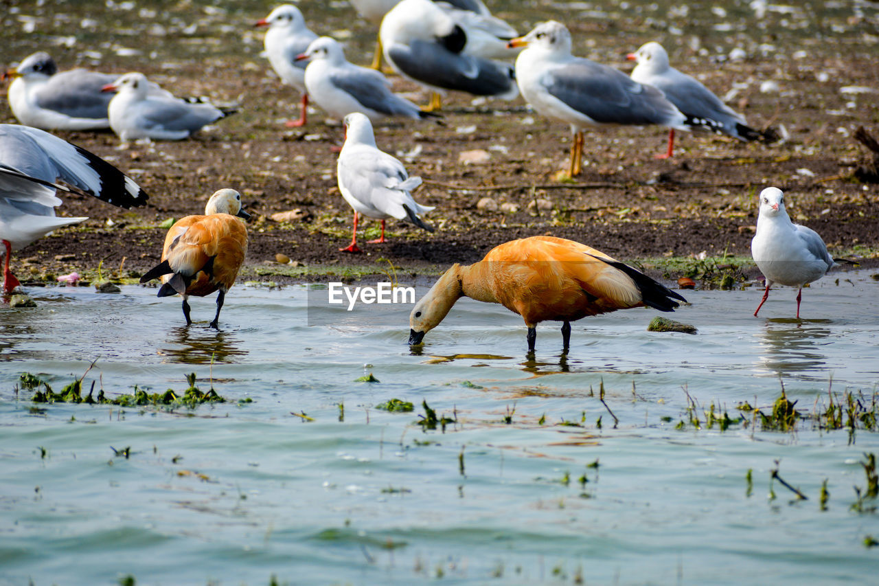 BIRDS IN LAKE