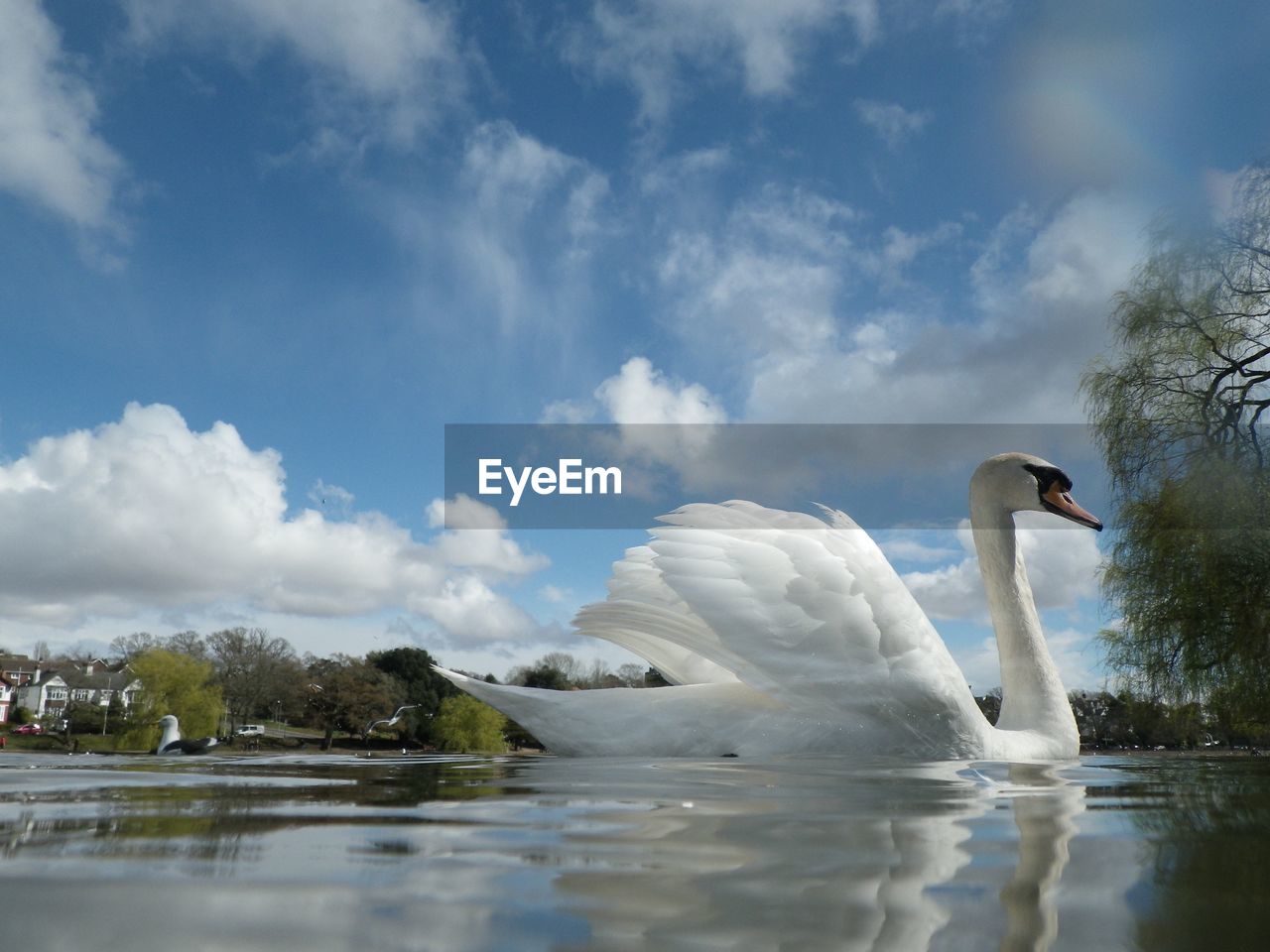 WHITE SWAN SWIMMING IN LAKE AGAINST SKY