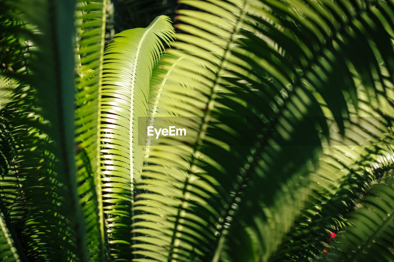 Close-up of green leaves