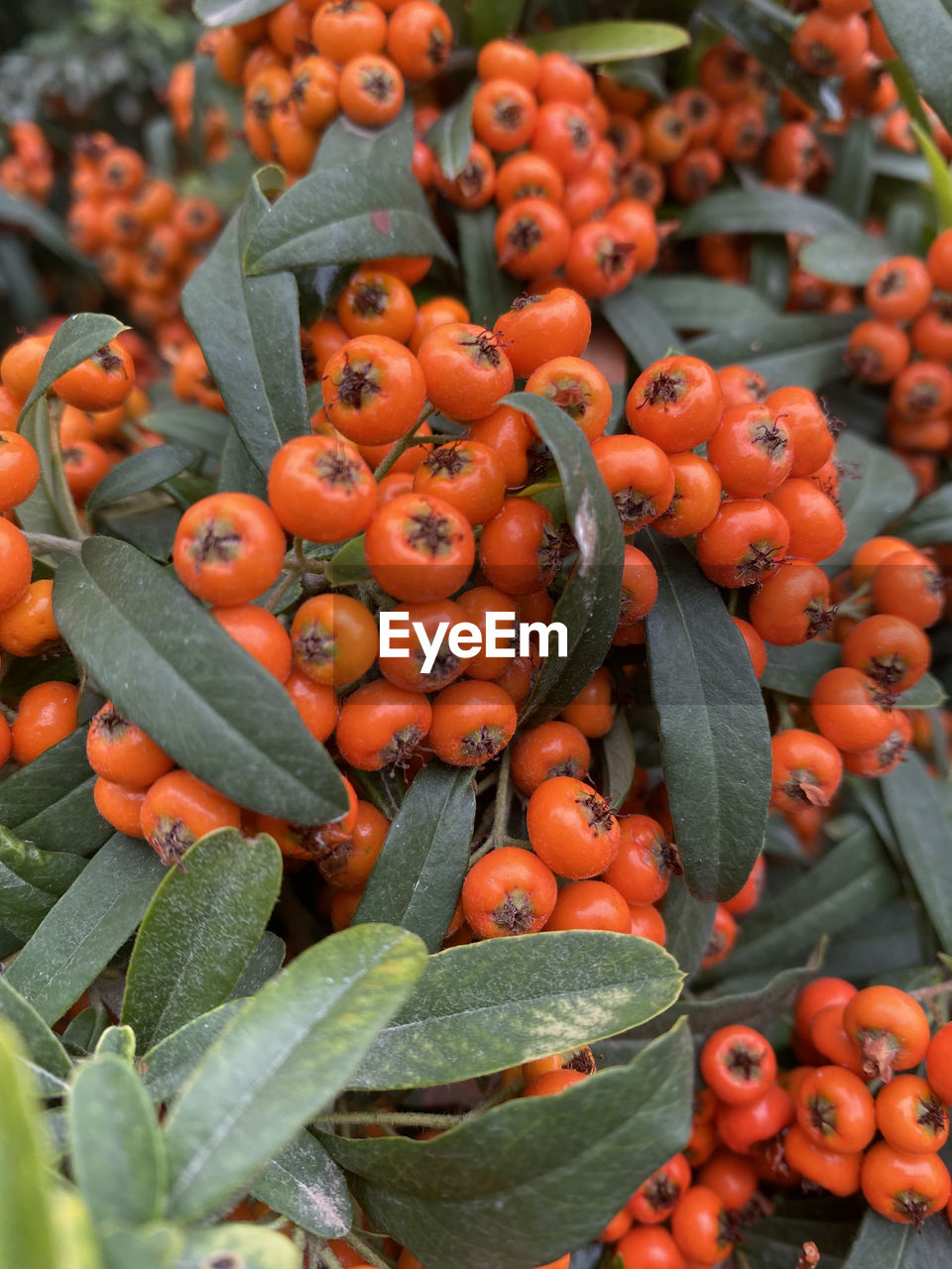 Close-up of fruits on plant