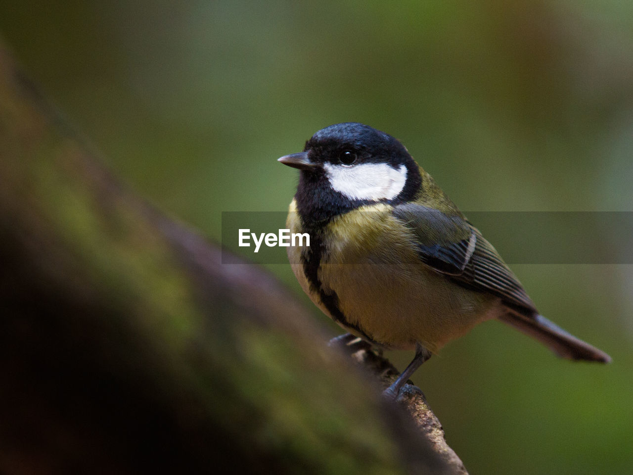 animal themes, bird, animal, animal wildlife, nature, wildlife, one animal, beak, perching, close-up, songbird, no people, full length, focus on foreground, selective focus, plant, outdoors, beauty in nature, tree, day, branch, multi colored