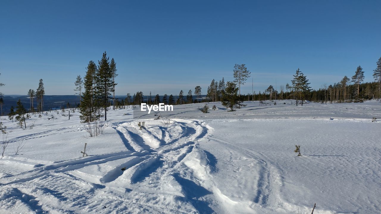 snow, winter, cold temperature, tree, landscape, nature, environment, plant, scenics - nature, sky, land, footwear, beauty in nature, coniferous tree, forest, pine tree, blue, pinaceae, piste, tranquil scene, white, no people, pine woodland, frozen, non-urban scene, mountain, tranquility, clear sky, day, mountain range, sunlight, travel, woodland, winter sports, outdoors, travel destinations, rural scene, copy space, sunny, nordic skiing