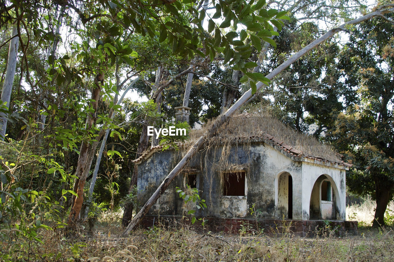 HOUSE BY TREE