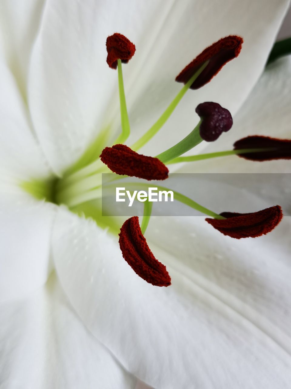 Close-up of red white flower