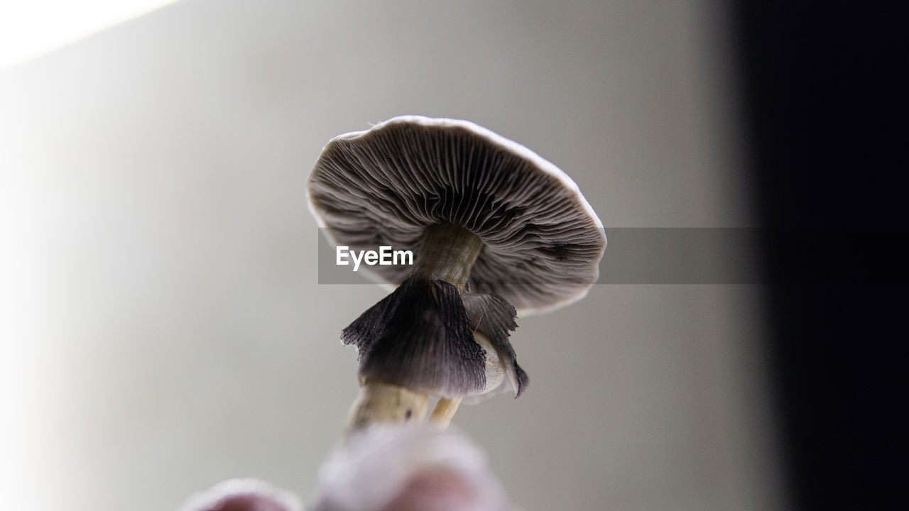 CLOSE-UP OF WILD MUSHROOM