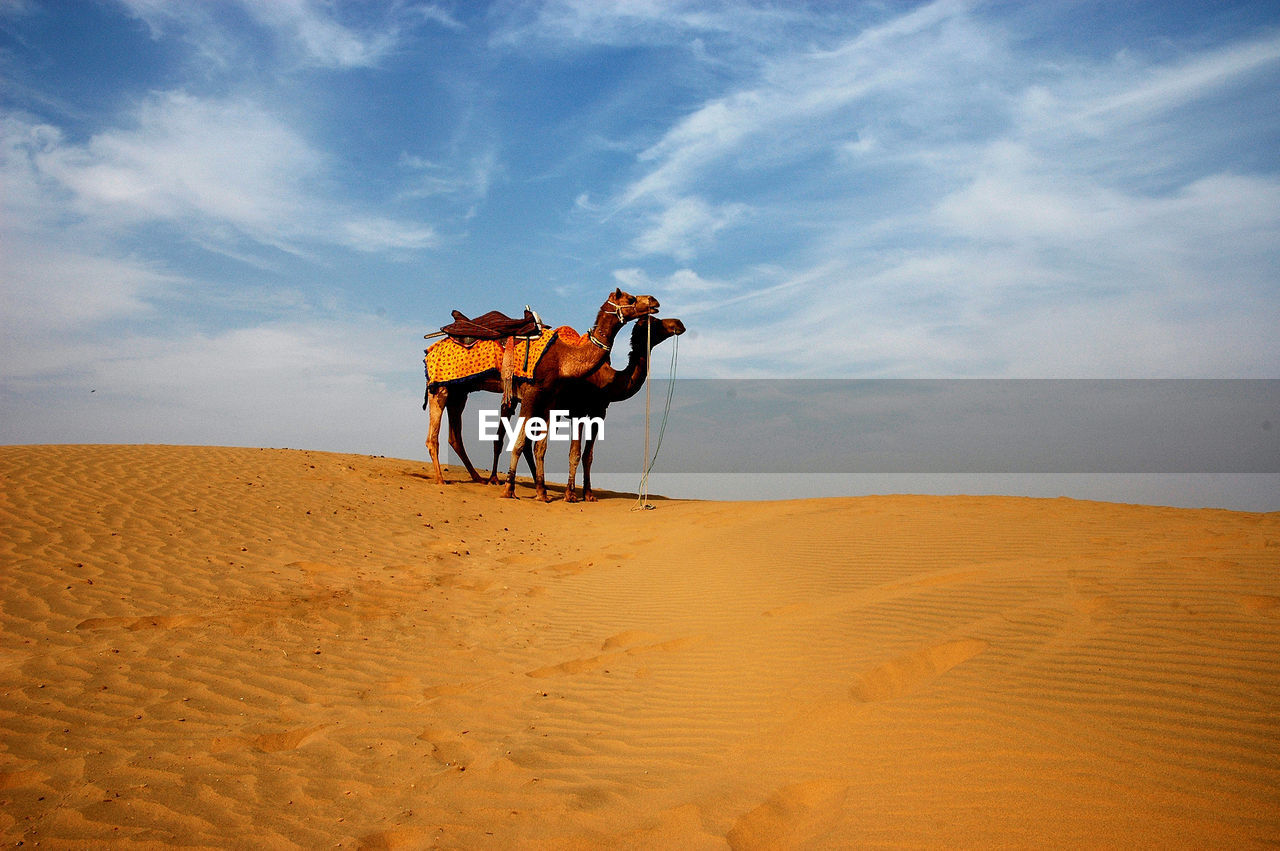 Camel in a desert 