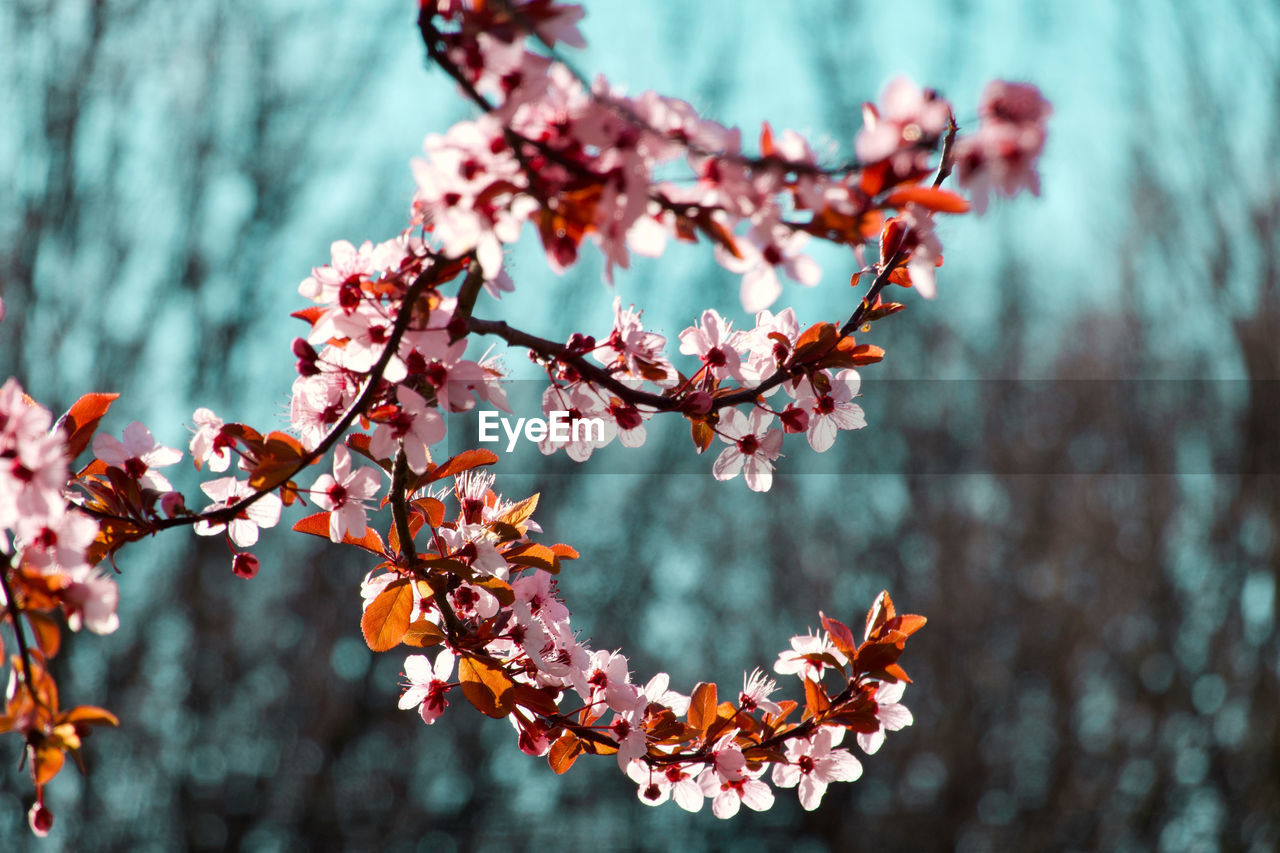 CLOSE-UP OF CHERRY BLOSSOMS AGAINST TREE