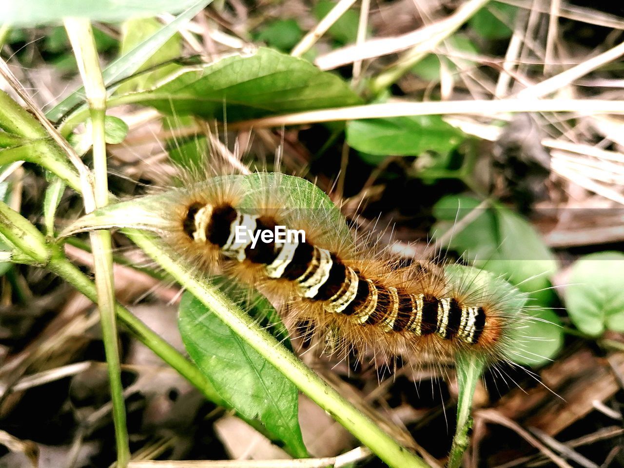 CLOSE-UP OF INSECT ON LEAF