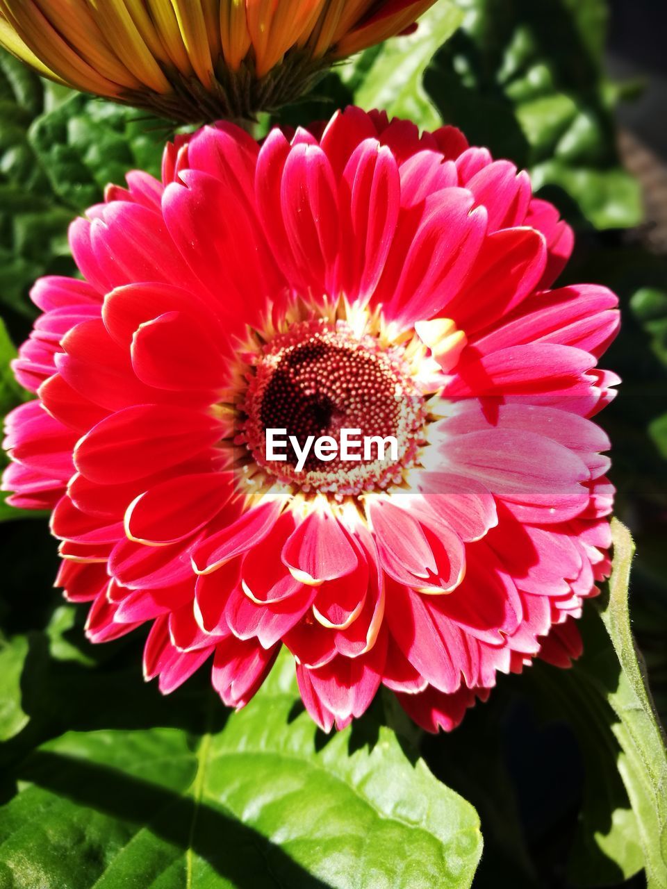 CLOSE-UP OF RED DAHLIA