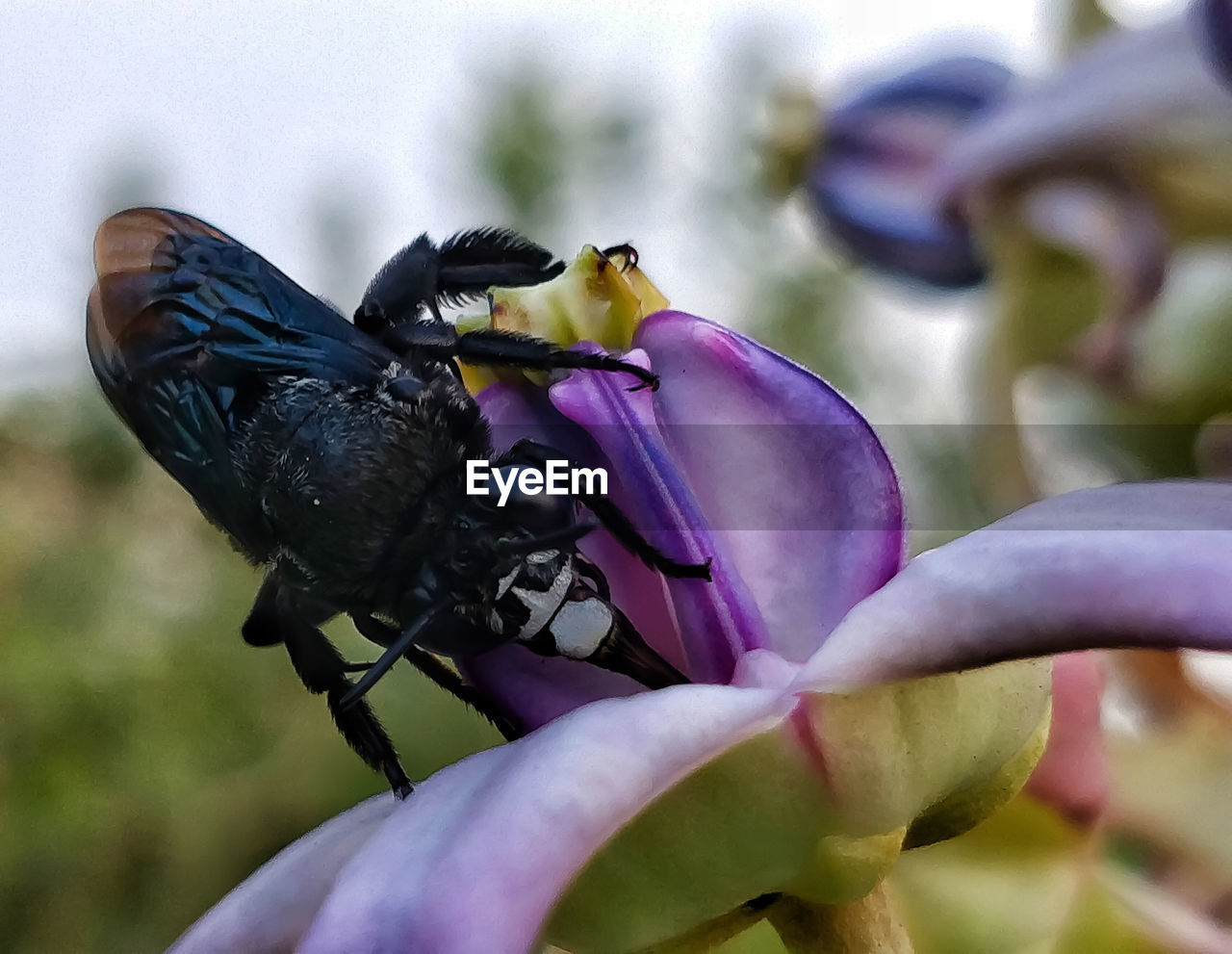 CLOSE-UP OF INSECT ON FLOWERS