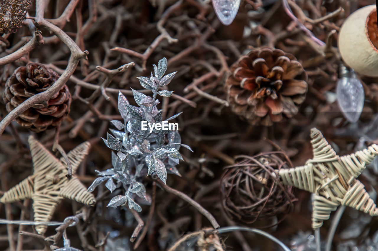 HIGH ANGLE VIEW OF FROZEN PLANTS