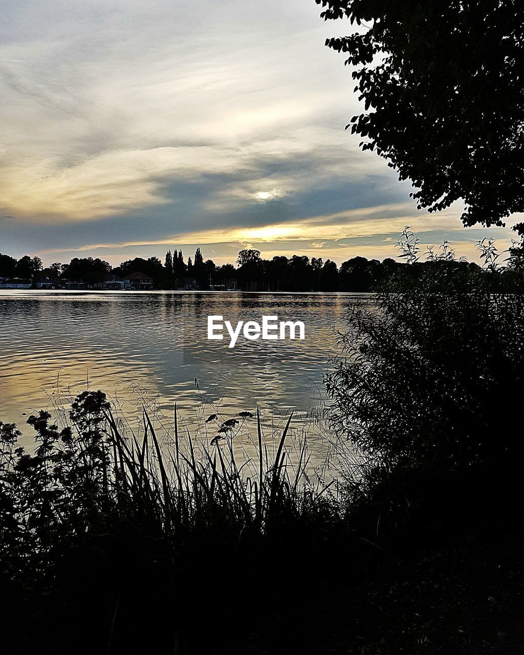 SILHOUETTE OF TREES AT SUNSET