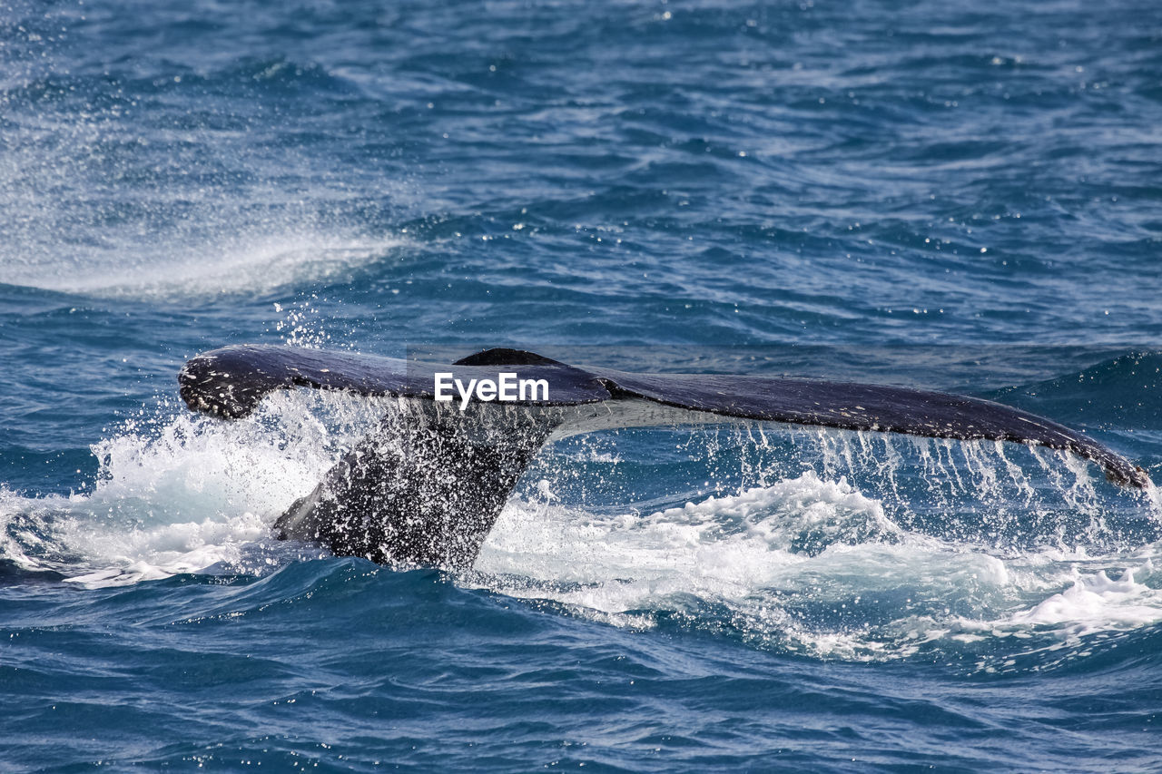 Humpback whale fluking in sea