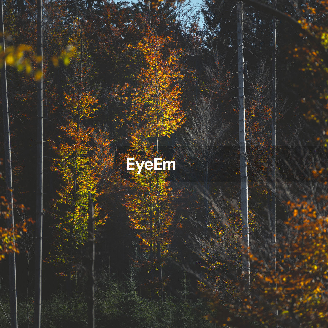 trees in forest
