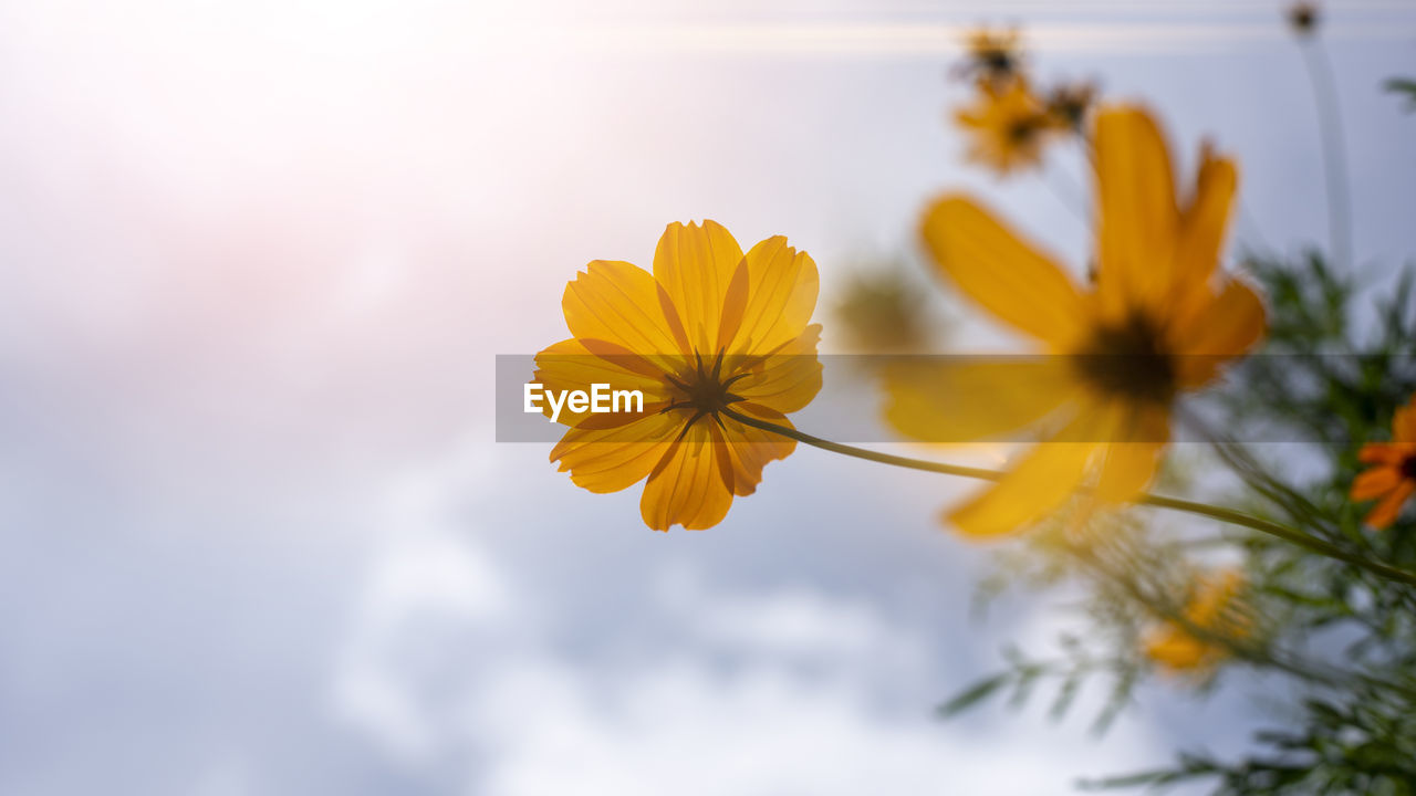 CLOSE-UP OF YELLOW COSMOS FLOWERS AGAINST SKY