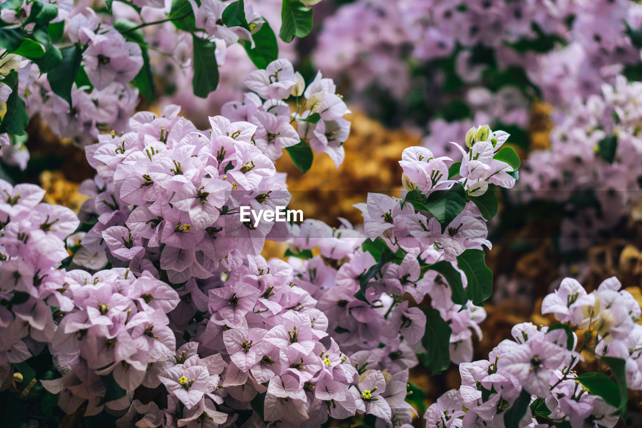 Close-up of cherry blossoms