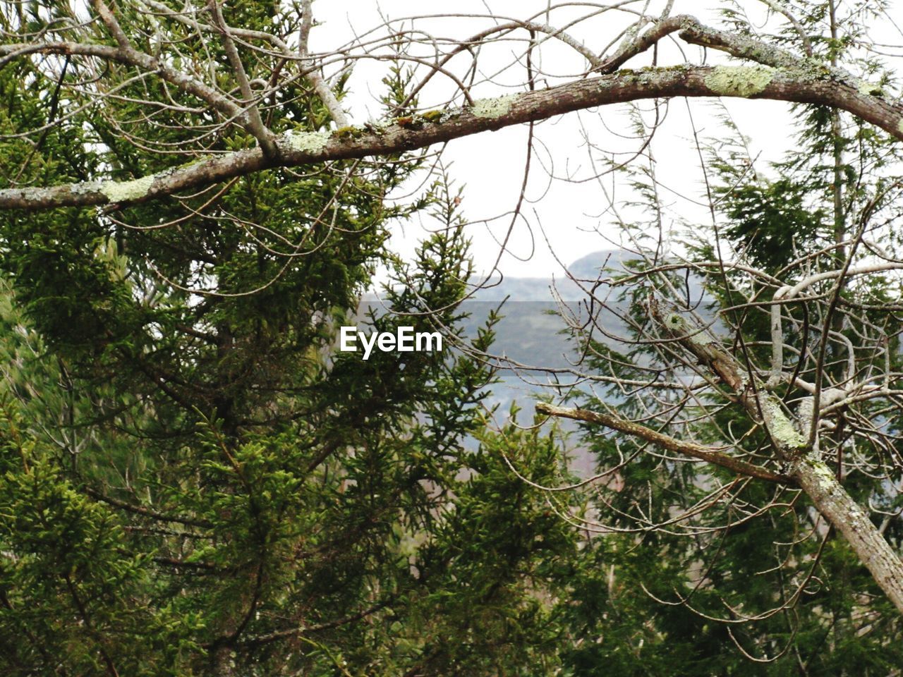 LOW ANGLE VIEW OF TREES IN FOREST