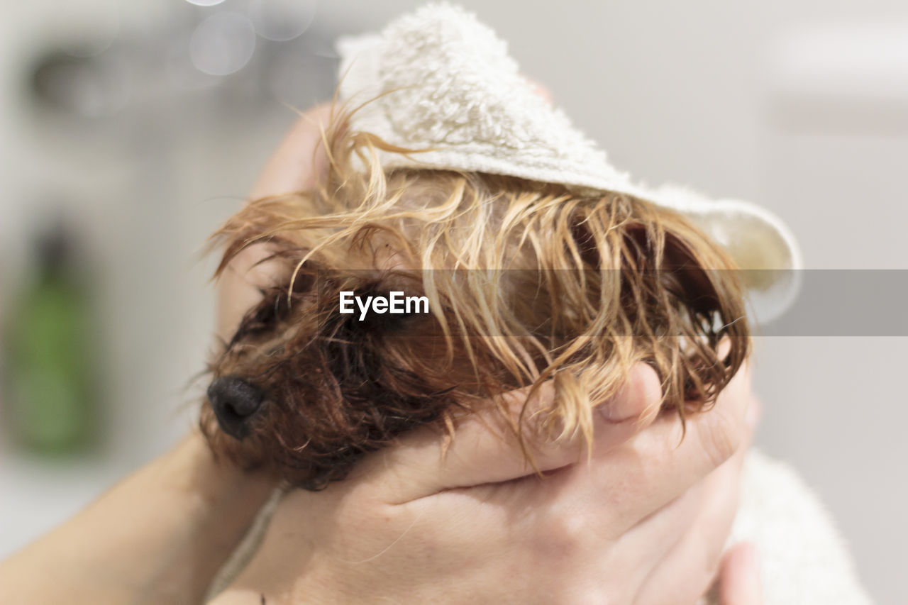 Dry wet yorkshire dog with bath towel. close-up view