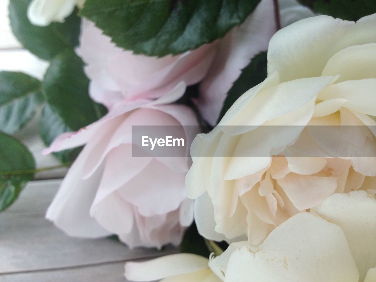 CLOSE-UP OF PINK AND WHITE FLOWER