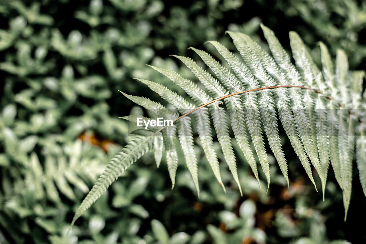 Close-up of fern leaves