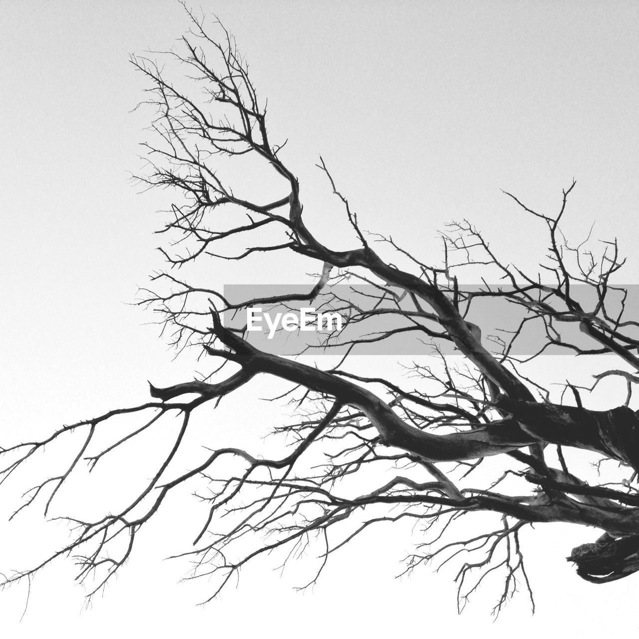 Low angle view of bare tree against clear sky