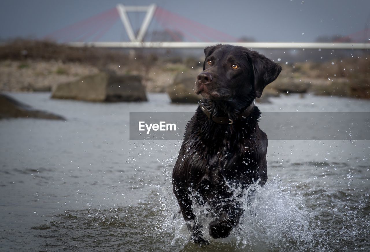 Dog standing in water