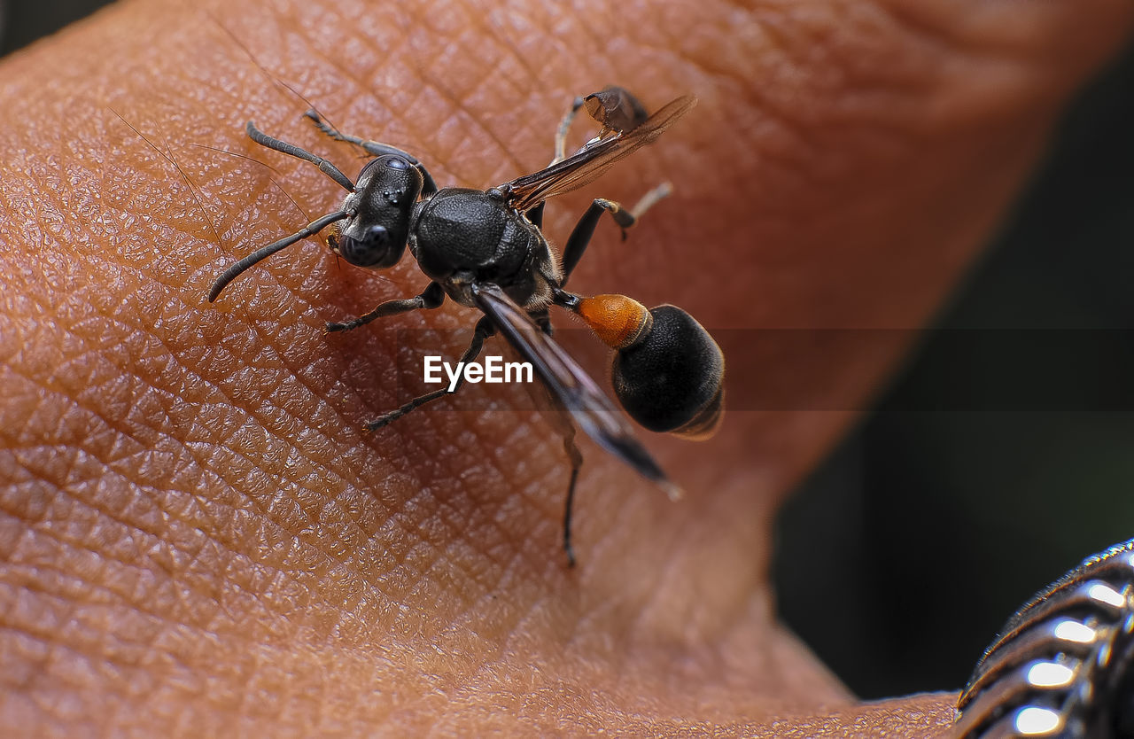 Close-up of insect on hand