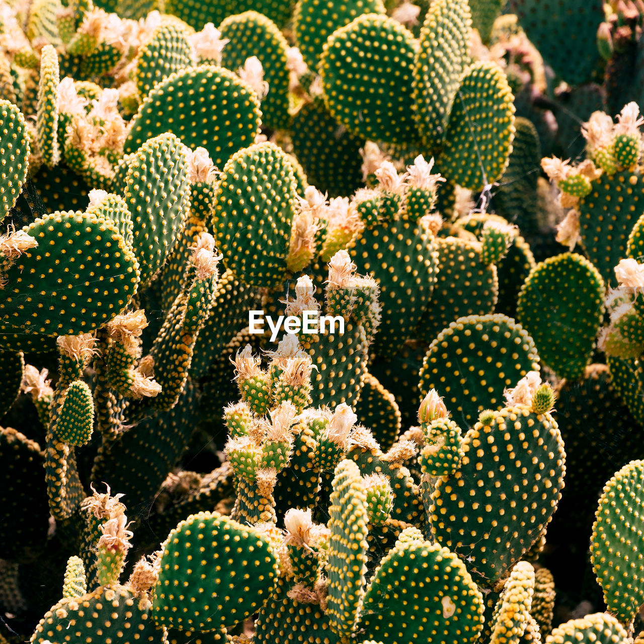 Cactus close up. cactus lover concept