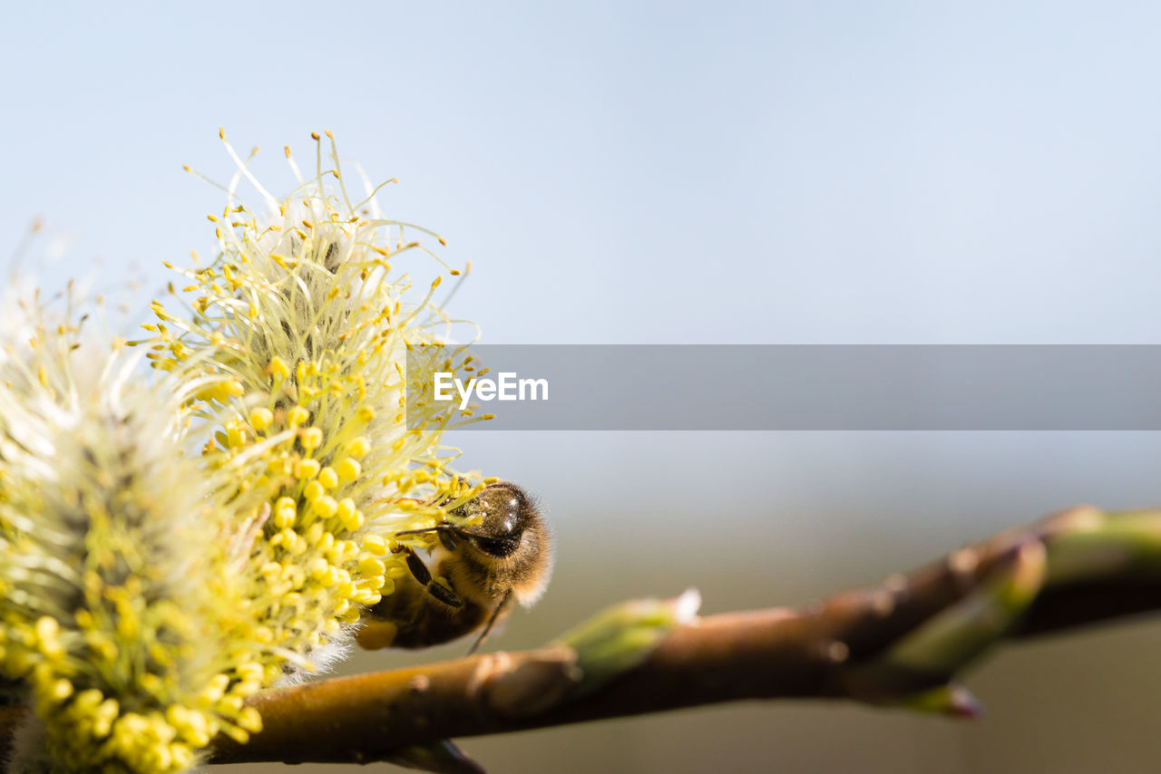 Close-up of bee on pollens