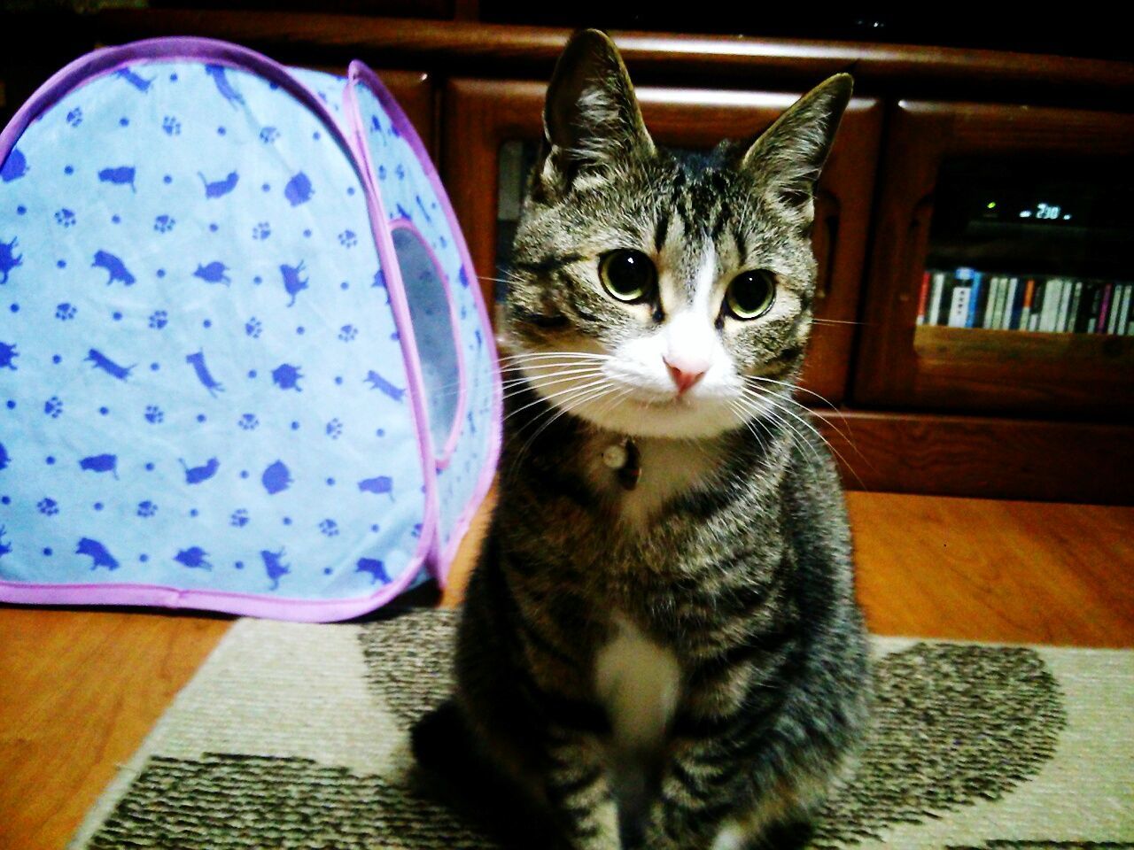 Close-up portrait of cat