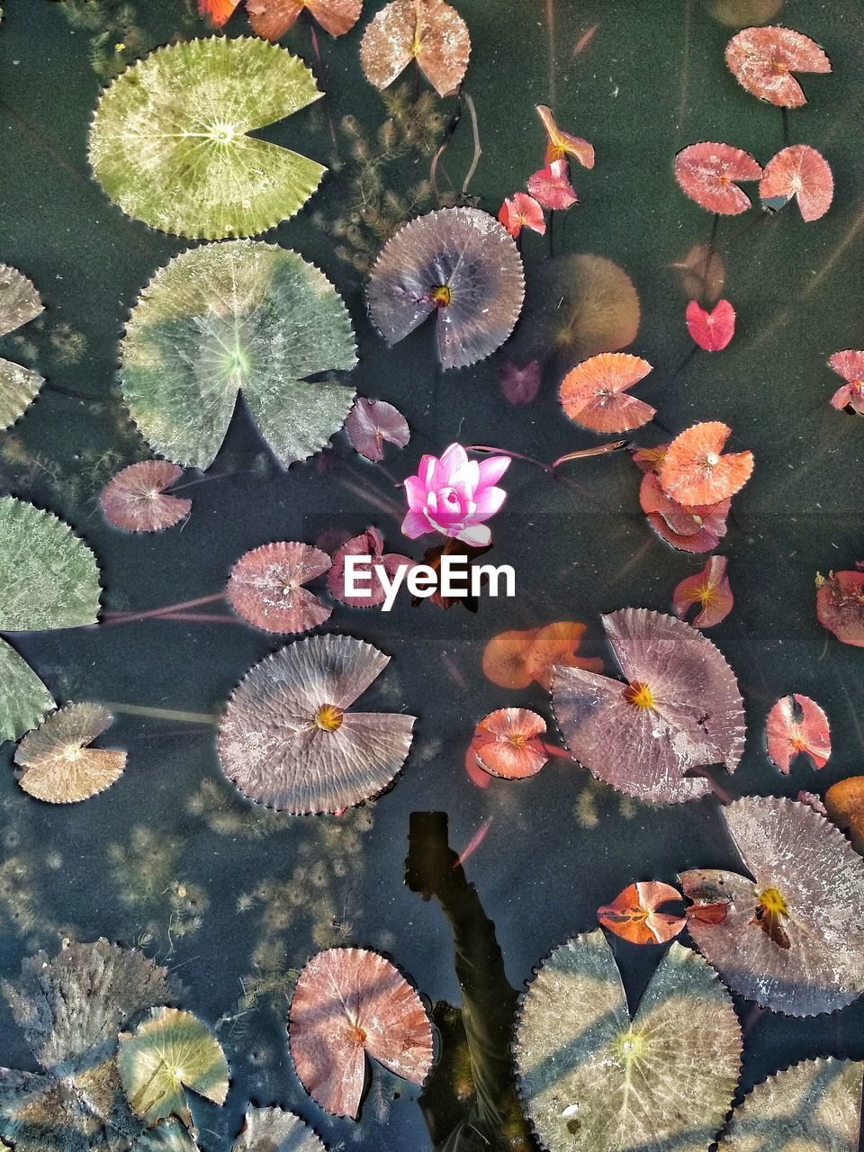 High angle view of flowering plant leaves in water