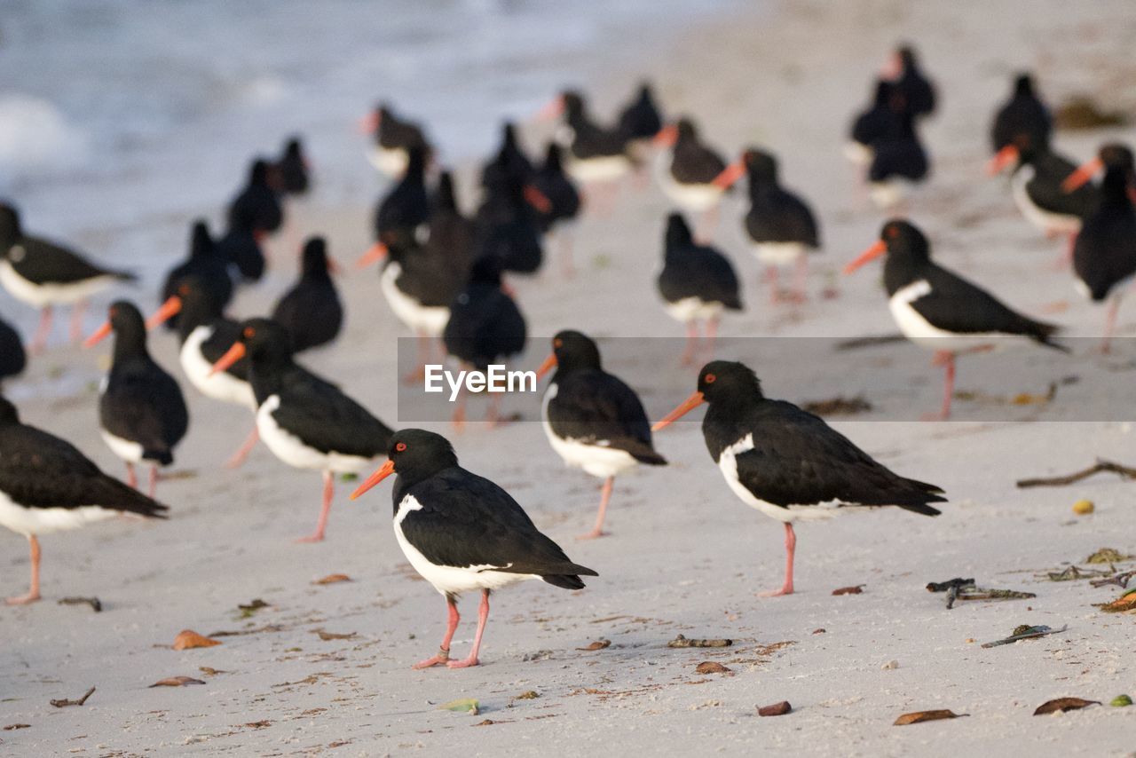 FLOCK OF BIRDS ON SAND