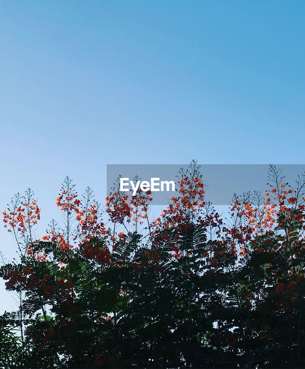 LOW ANGLE VIEW OF FLOWER TREE AGAINST CLEAR SKY