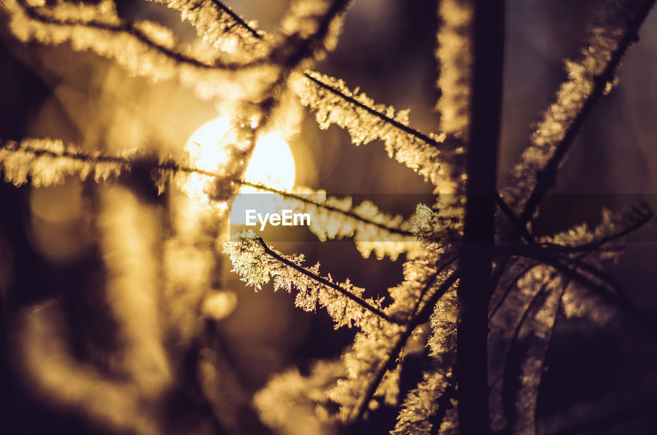 Close-up of frosted tree during sunset