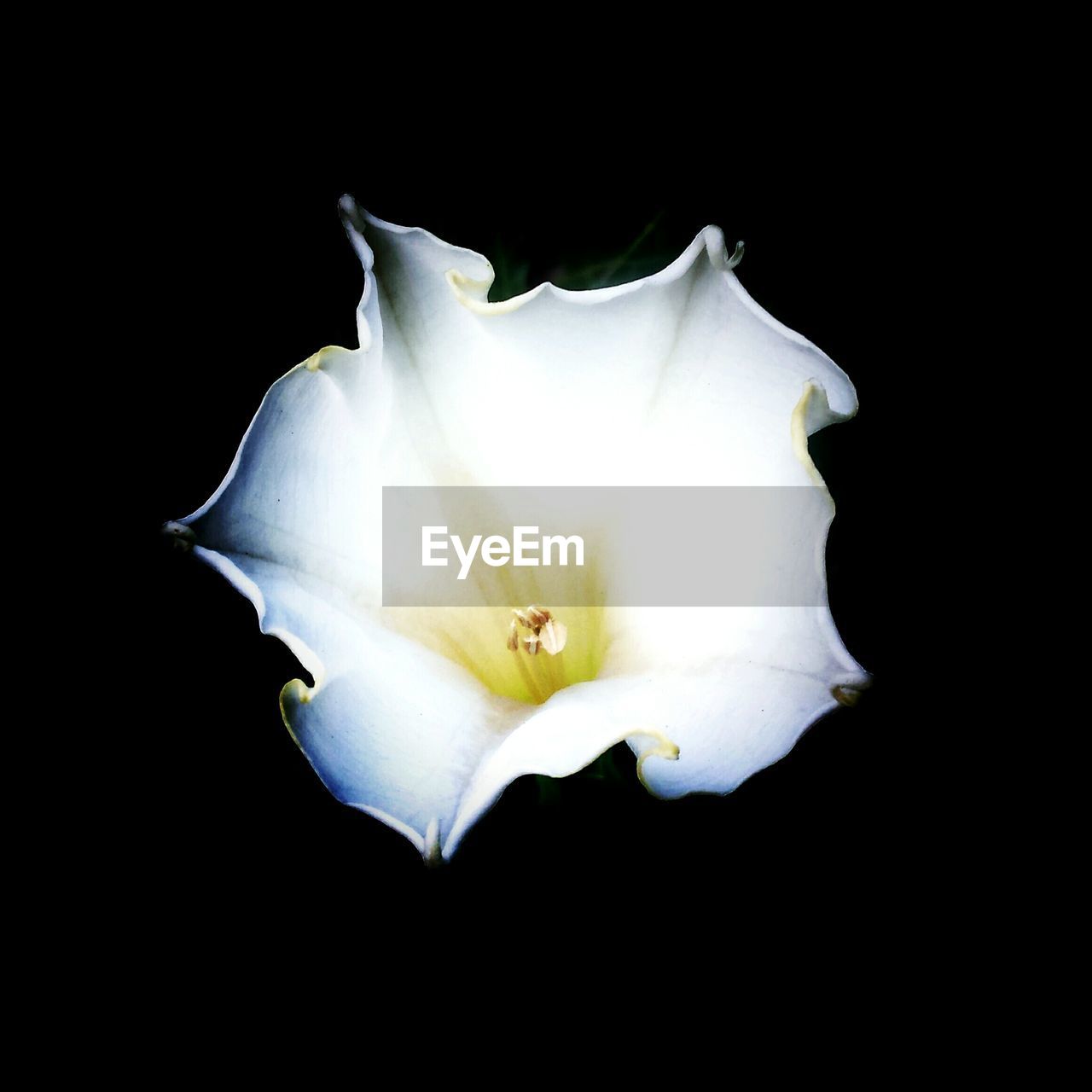 CLOSE-UP OF WHITE FLOWERS