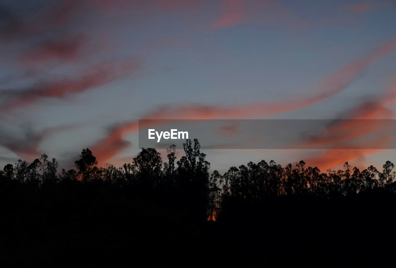 SILHOUETTE TREES ON LANDSCAPE AGAINST SKY