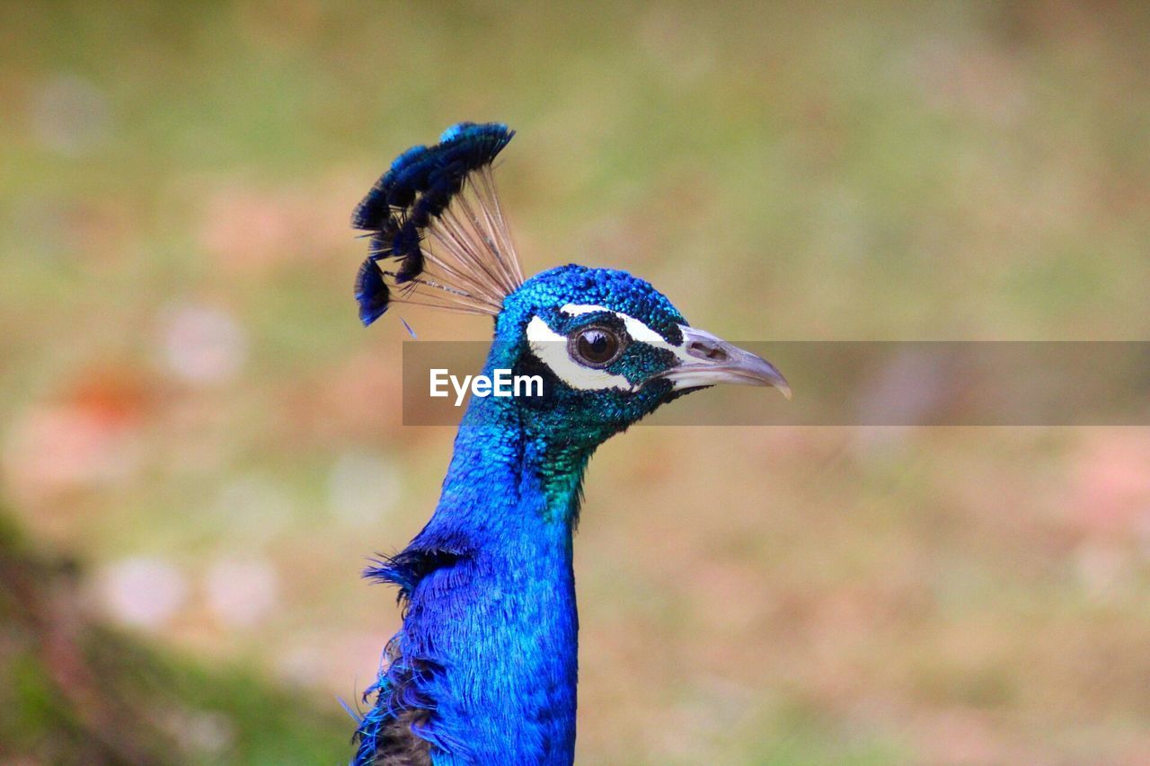 CLOSE-UP OF PEACOCK AGAINST BLUE BACKGROUND