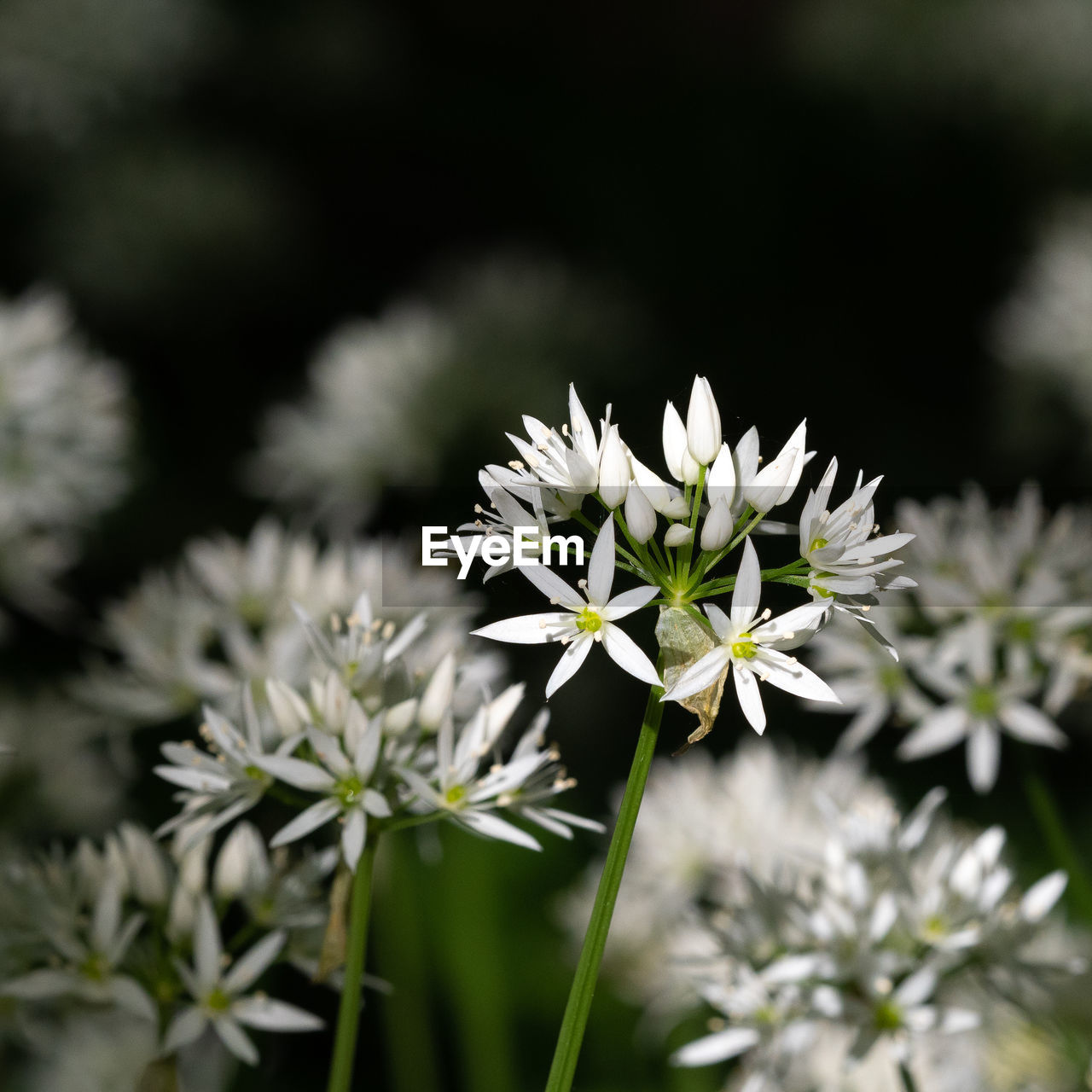 flower, plant, flowering plant, freshness, beauty in nature, nature, white, close-up, fragility, no people, flower head, blossom, macro photography, growth, focus on foreground, inflorescence, springtime, botany, outdoors, selective focus, wildflower, petal, day, food and drink